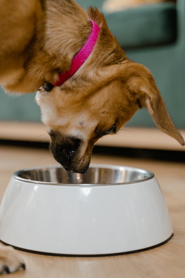 Bowls & Feeders