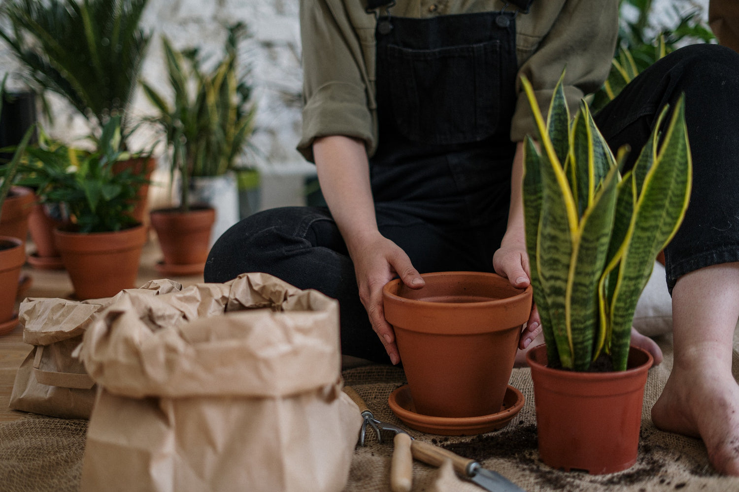 Pots & Planters